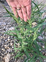 Panicum hirticaule