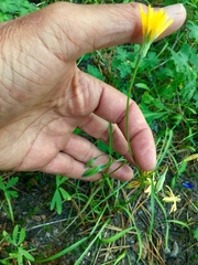 Microseris nutans