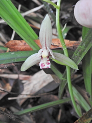 Cymbidium ensifolium