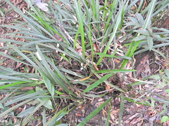 Cymbidium ensifolium