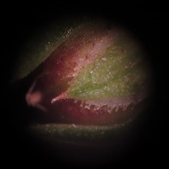 Linum medium texanum