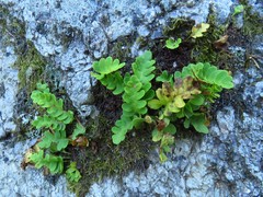 Polypodium saximontanum