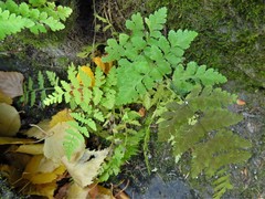 Woodsia obtusa