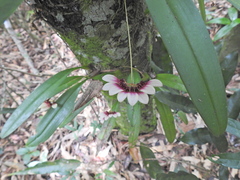 Bulbophyllum lepidum