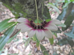 Bulbophyllum lepidum