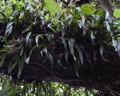 Maxillariinae