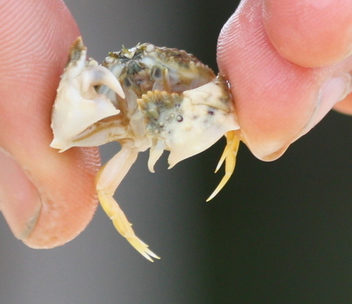 Calappidae