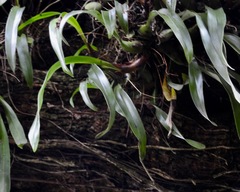 Maxillariinae