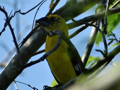 Pheucticus chrysopeplus