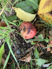 Peraphyllum ramosissimum