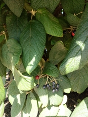 Viburnum × rhytidophylloides