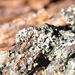 Cupped Soot Lichen - Photo (c) Andrew Simon, some rights reserved (CC BY-NC), uploaded by Andrew Simon