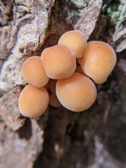 Flammulina velutipes