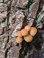 Flammulina velutipes