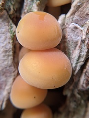 Flammulina velutipes