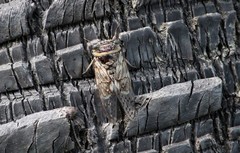 Platypleura capitata