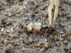 Lachnophorus elegantulus