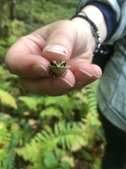 Lithobates palustris