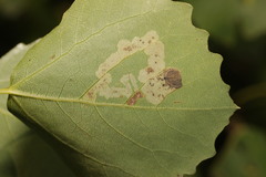 Aulagromyza tremulae