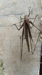 Mecopoda elongata