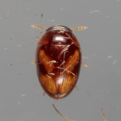 Neolitochrus pulchellus