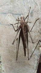 Mecopoda elongata