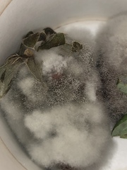 Botrytis