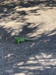 Iguana iguana