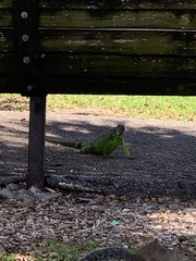 Iguana iguana