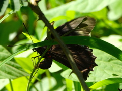 Battus polydamas polydamas