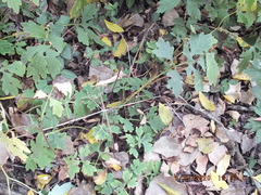 Stylophorum diphyllum