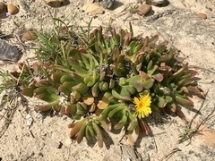 Glottiphyllum