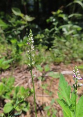 Polygala verticillata