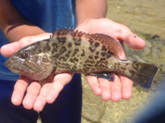 Mycteroperca microlepis