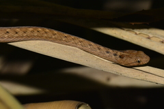 Thamnodynastes sertanejo