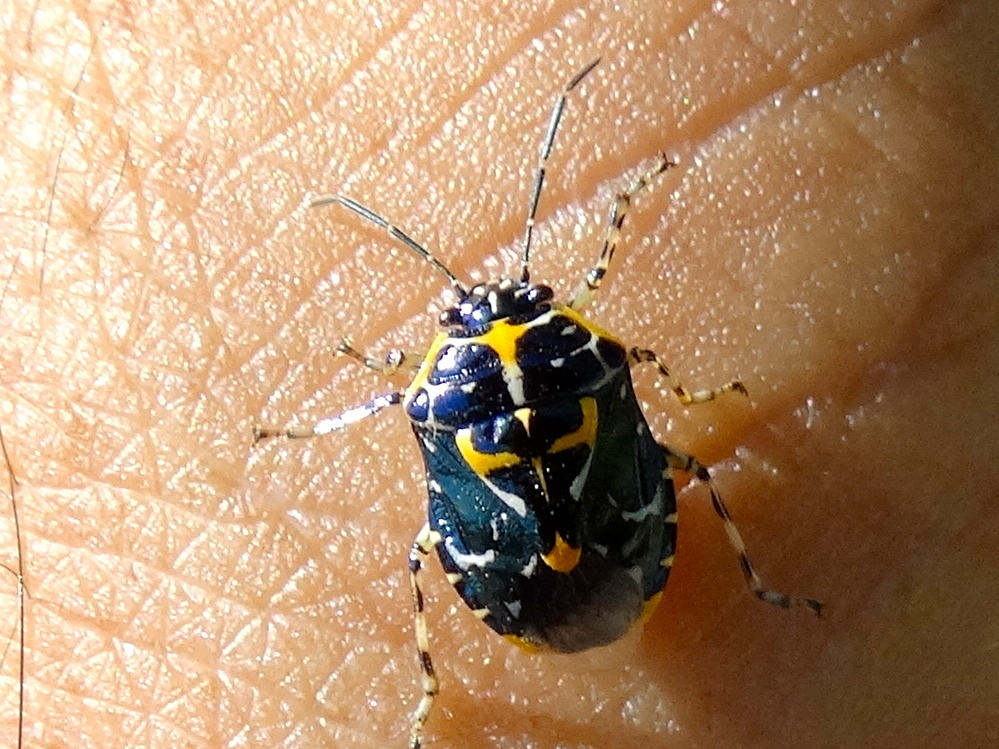 Murgantia varicolor