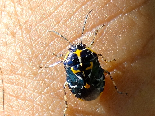 Murgantia varicolor