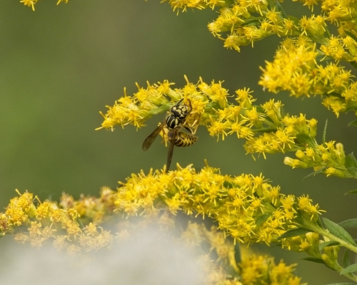 Southern Yellowjacket