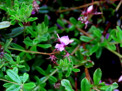 Indigofera filiformis
