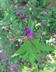Vernonia glauca