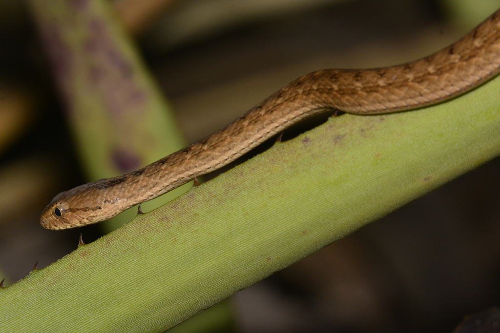 Jararaca Mock Viper