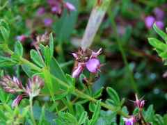 Indigofera filiformis
