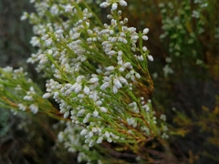 Erica margaritacea