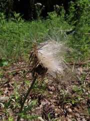 Cirsium pumilum