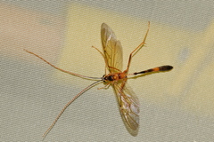 Stauropoctonus bombycivorus
