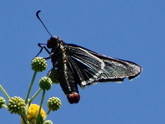 Mysoria affinis