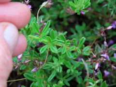 Indigofera filiformis