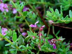 Indigofera filiformis