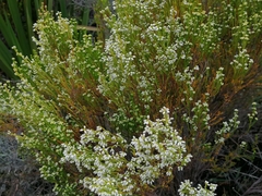 Erica margaritacea