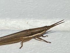 Leptysma marginicollis